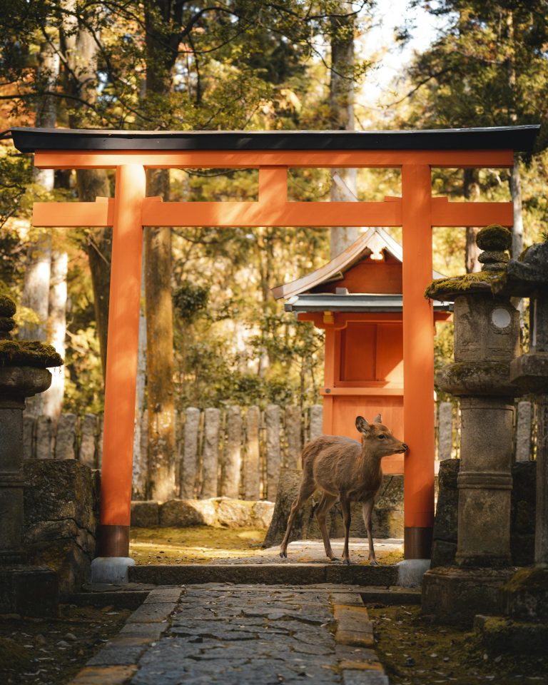 A serene deer stands under a traditional torii gate in Nara Park, Japan, showcasing wildlife and cultural architecture.