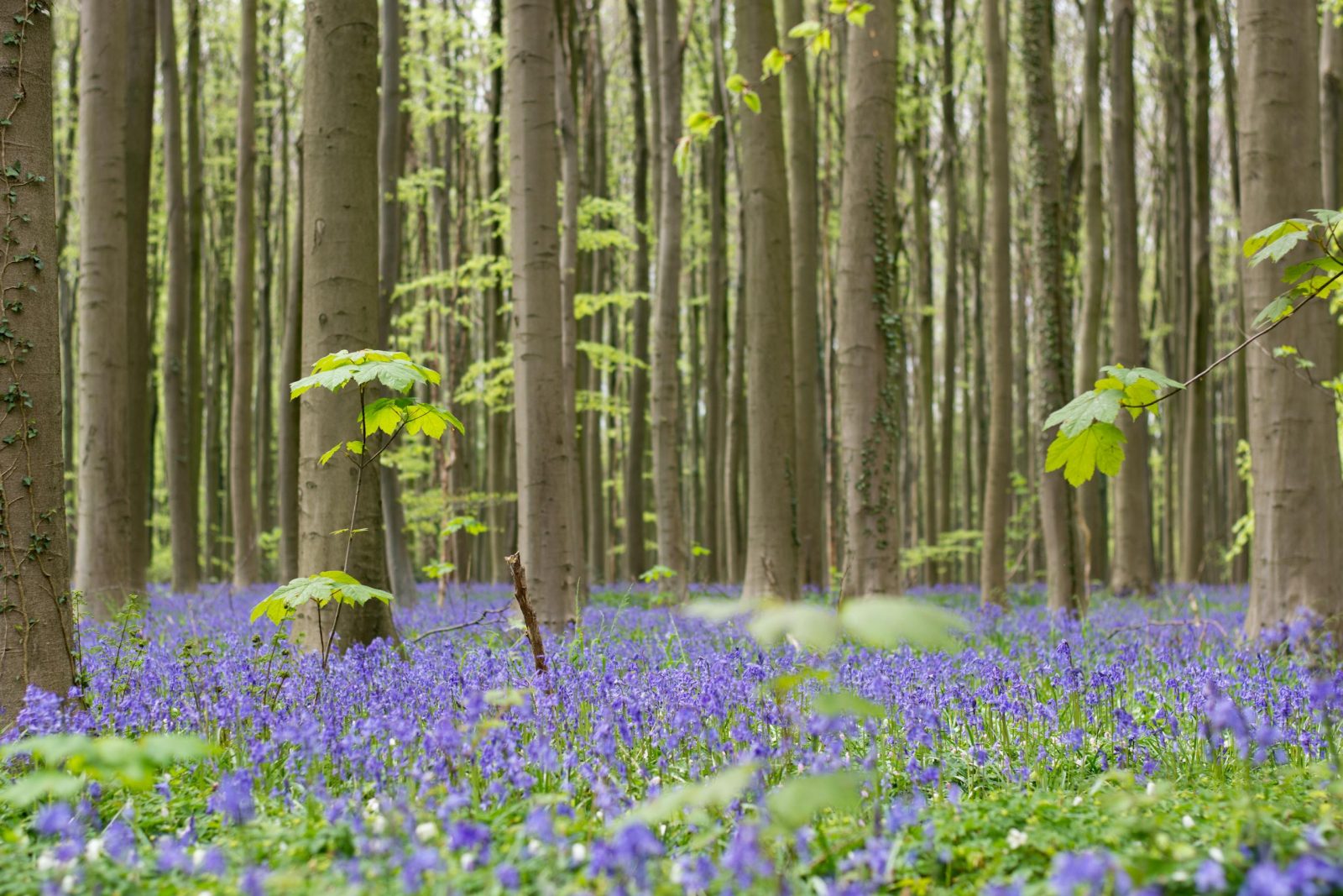 A serene forest landscape with vibrant bluebells in full bloom beneath tall trees, capturing spring's essence.