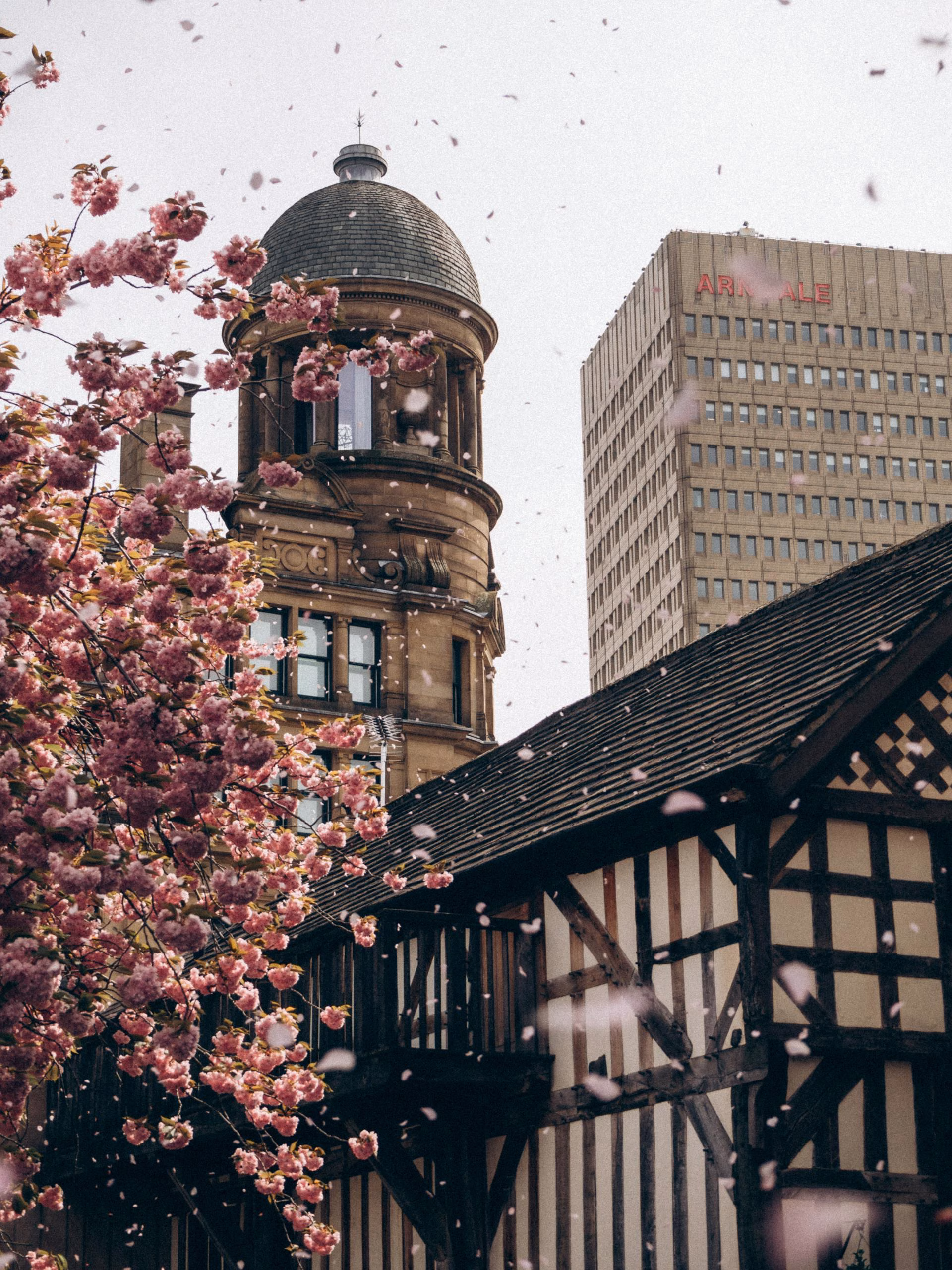 Cherry blossoms drift past historic architecture in Manchester, highlighting a blend of modern and classic styles.