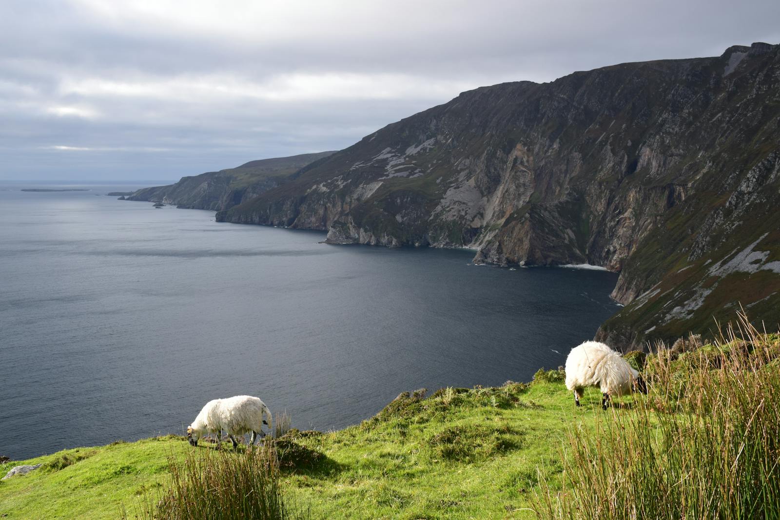 Sheep grazing on lush green pastures near the majestic Slieve League Cliffs in Ireland.