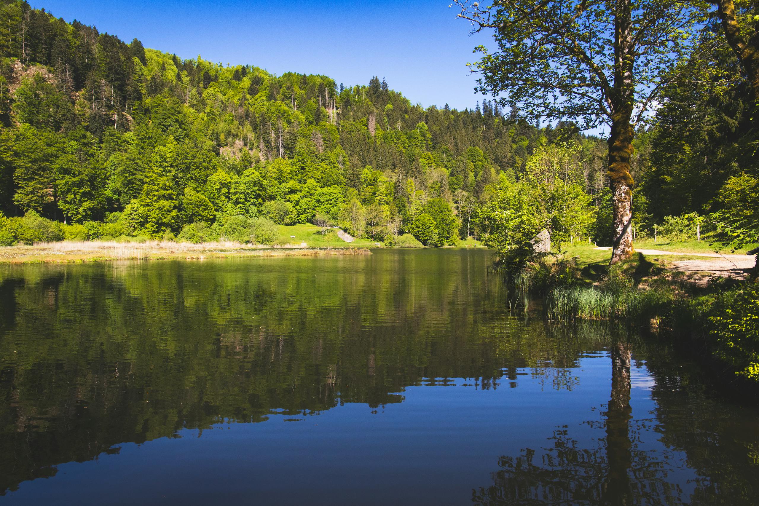 Explore the tranquil beauty of a forest lake in the Black Forest, Germany, during summer.
